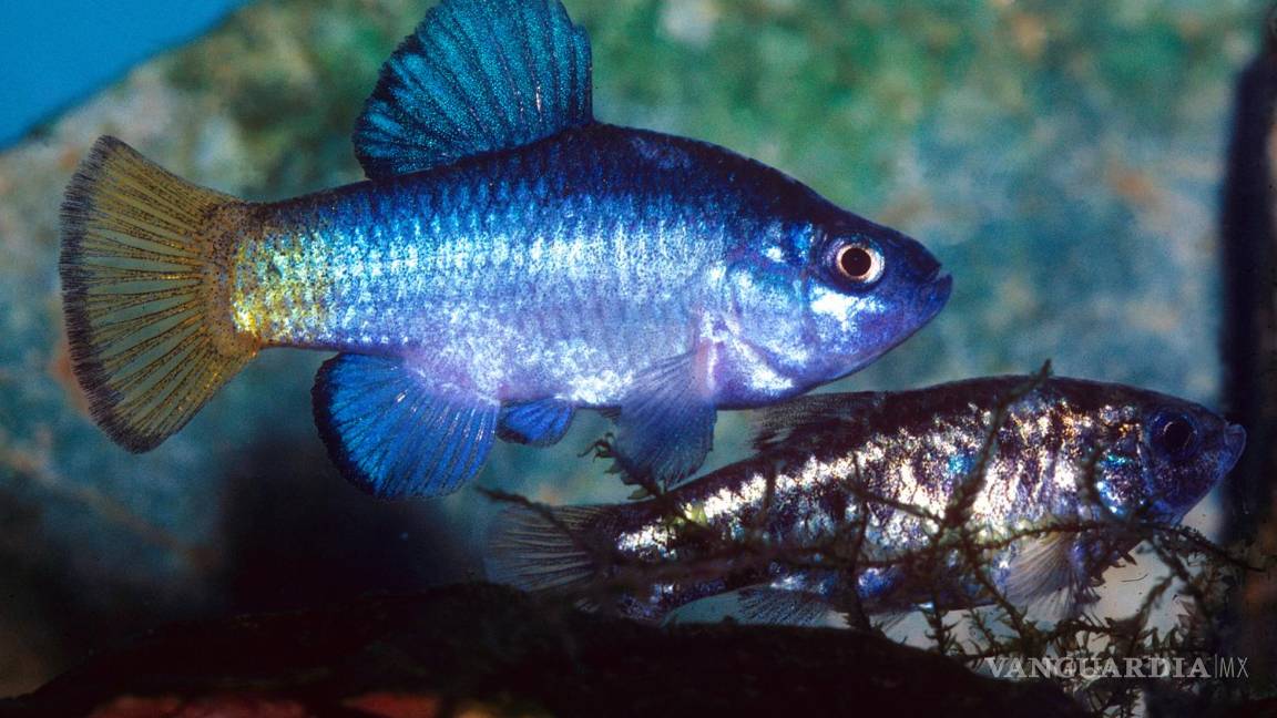 $!Los machos destacan por su color azul