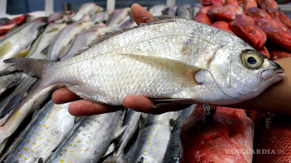Producirán 50 toneladas de peces en Presa Amistad