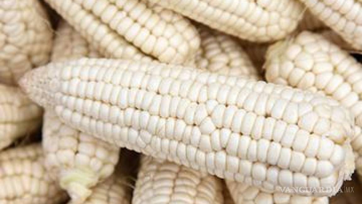 Cayó la producción de maíz blanco en México, importaciones subieron
