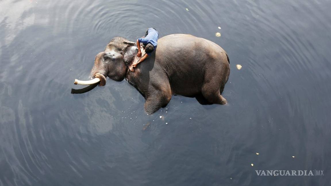 $!Las fotos más espectaculares de animales en este 2018