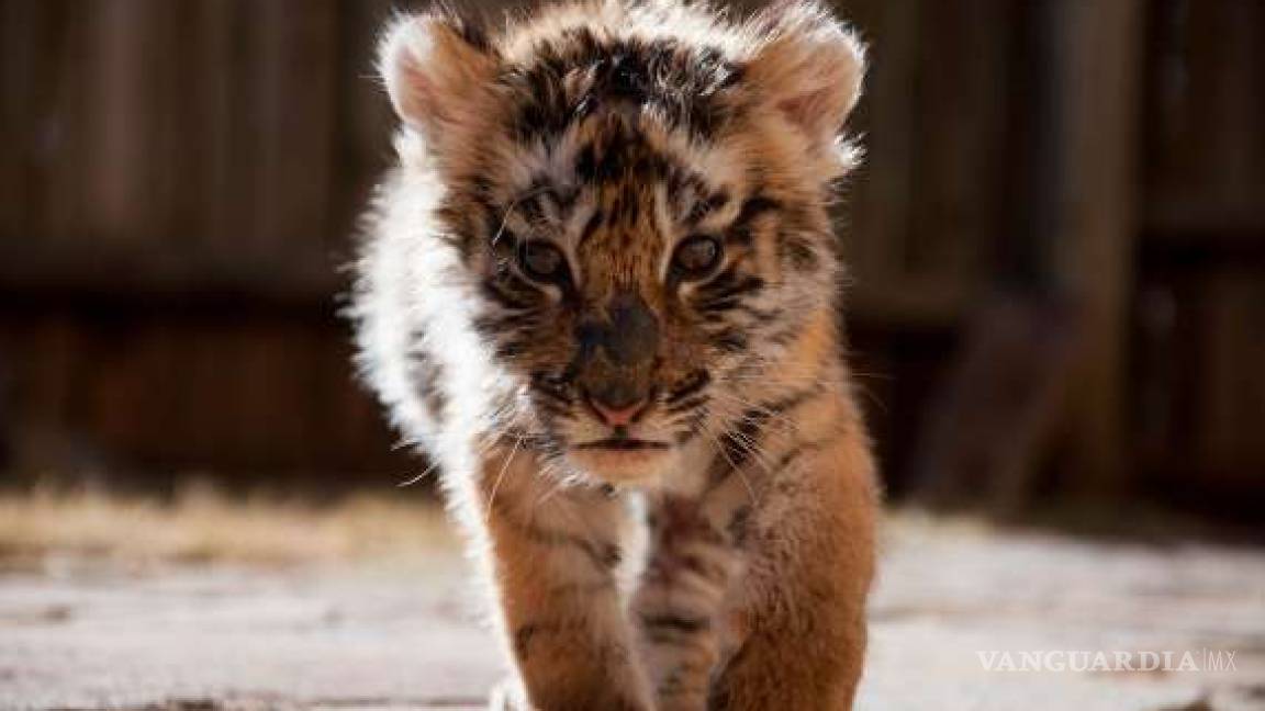 Nace un bebé ligre, cruza de león y tigresa