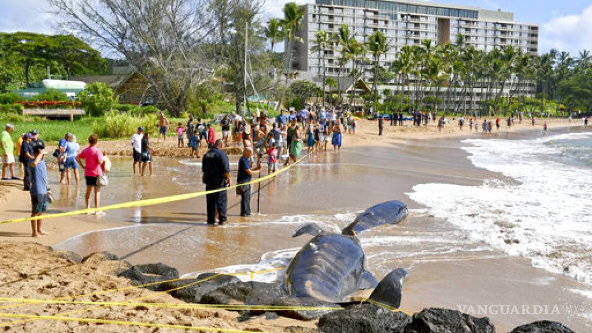 Hallan muerta a ballena rescatada el domingo tras encallar en playa de Brasil