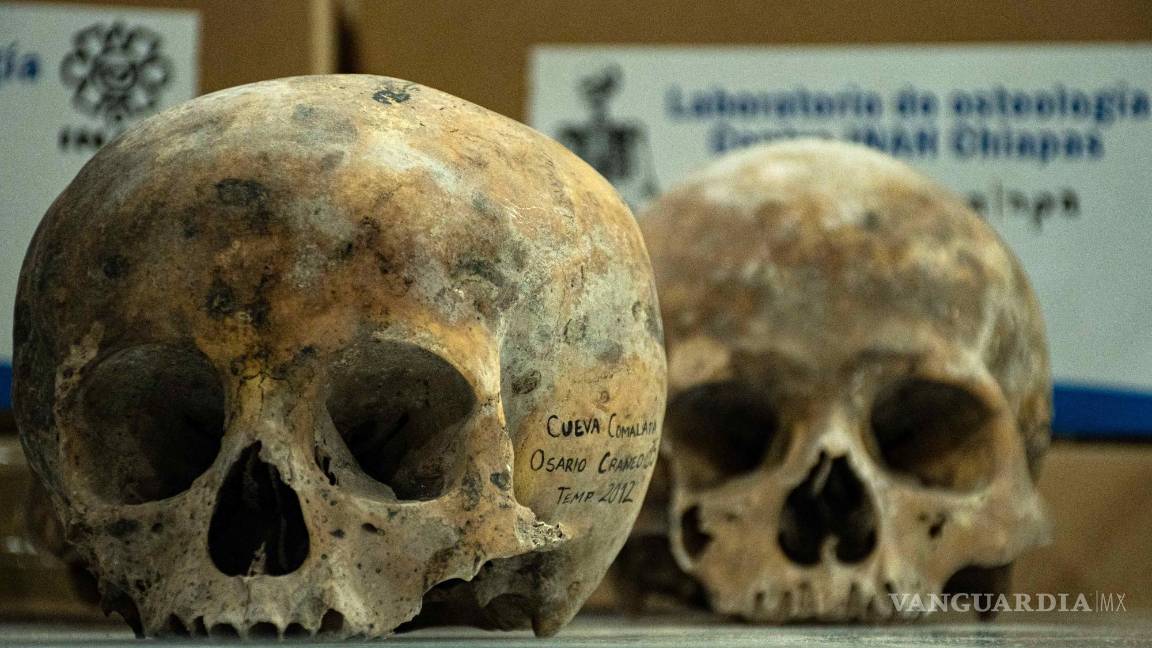 $!Vista de cráneos que son examinados por investigadores del INAH)en el municipio de Tuxtla Gutiérrez, estado de Chiapas (México).