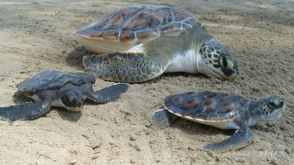 Anidan más de 87 mil tortugas golfinas en playa de Oaxaca: Conanp