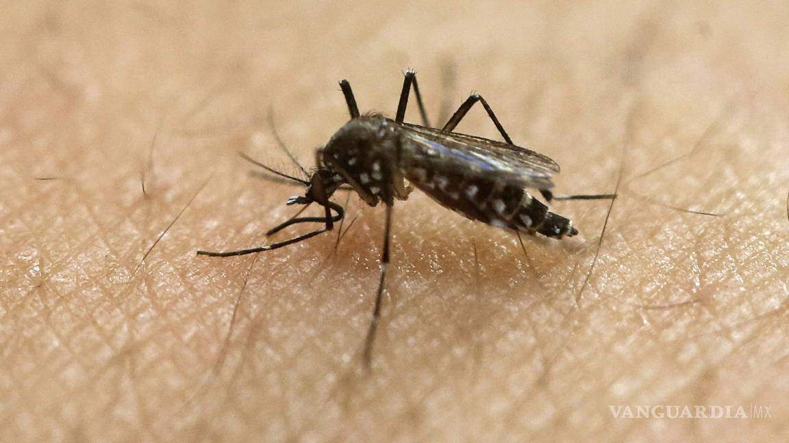 La OMS declara el virus del Zika una emergencia global