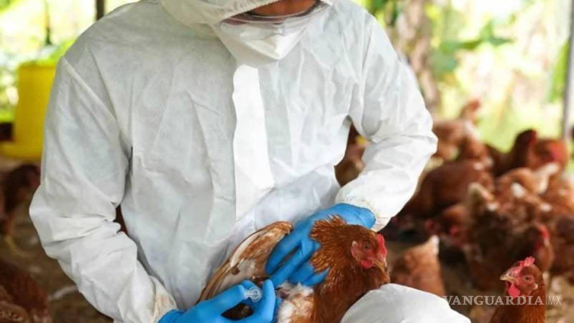 Sugiere experto de la UNAM estar alerta por influenza H5N1