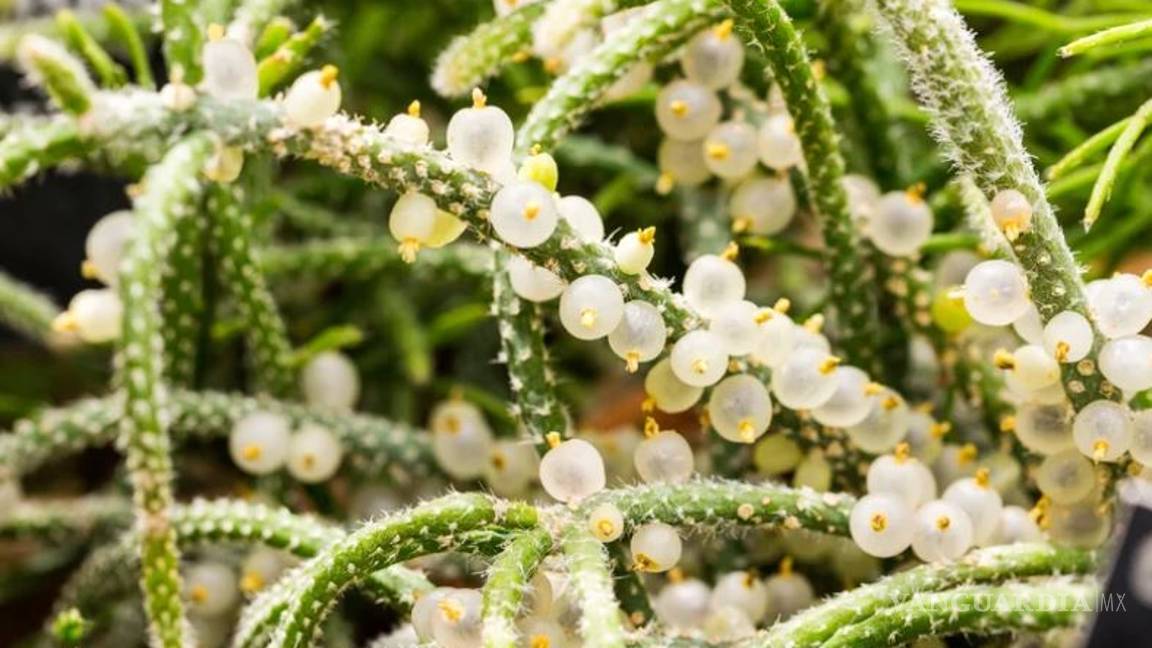 $!Entre cactus y suculentas, las plantas ideales para dar vida a tu hogar