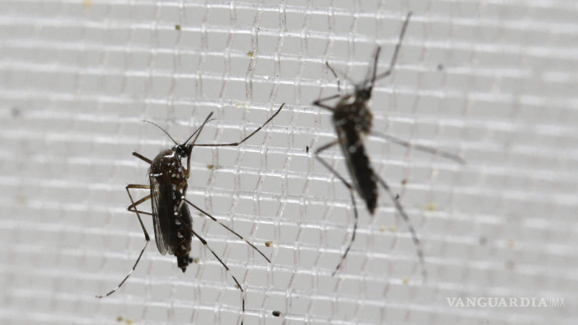 Cura a la enfermedad por virus del Zika: mosquitos infectados con bacterias pueden ralentizar la propagación