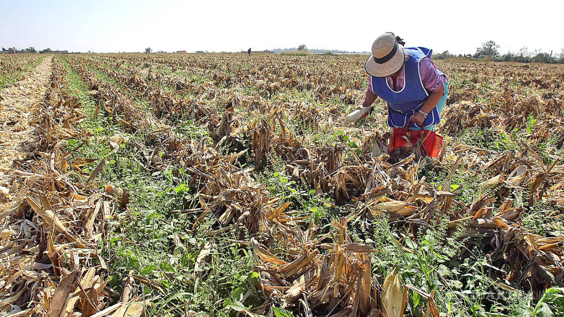 México, rezagado entre países de la OCDE en apoyo al agro