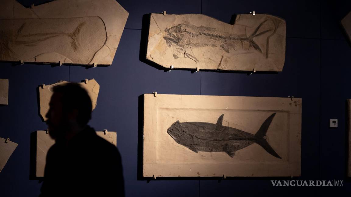 $!Alrededor de 234 especímenes se encuentran disponibles para su observación y posterior estudio por especialistas.