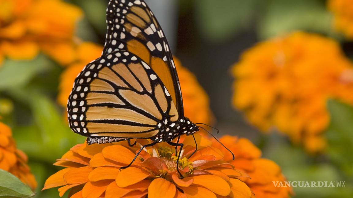 Las mariposas monarcas entran a la lista de especies vulnerables de Canadá
