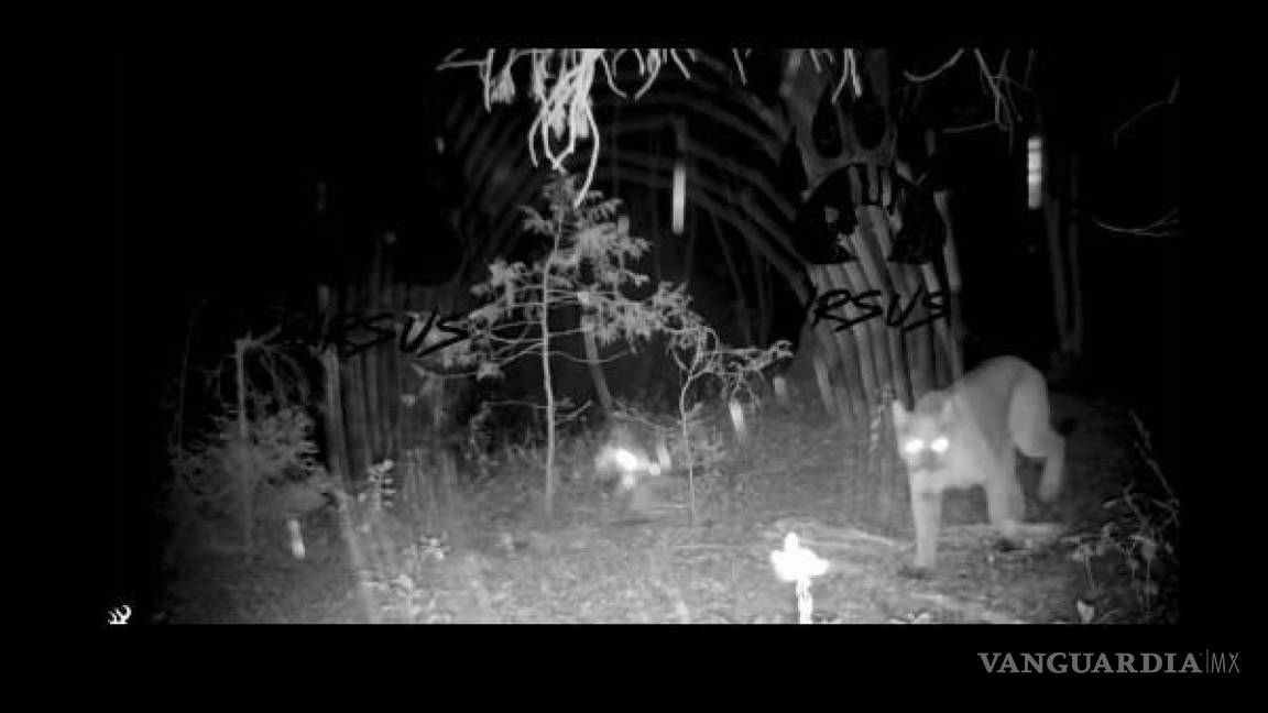 Saltillo: captan a puma en la Sierra de Zapalinamé (video)