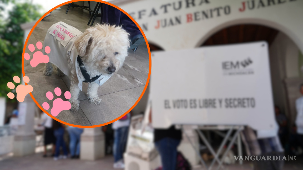 Lomito electoral: Daisy, la perrita que cuido el proceso electoral como funcionaria de casilla (VIDEOS)