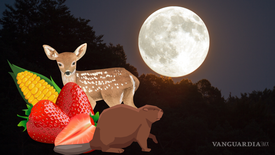 Luna de flor, de fresa, de ciervo...¿Cuándo serán todas las lunas llenas del año?