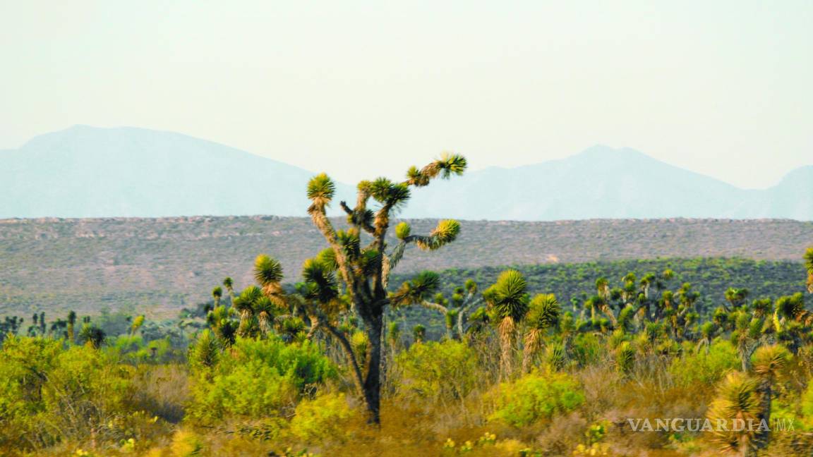 Desierto de Coahuila: opción para visitar en vacaciones de Semana Santa