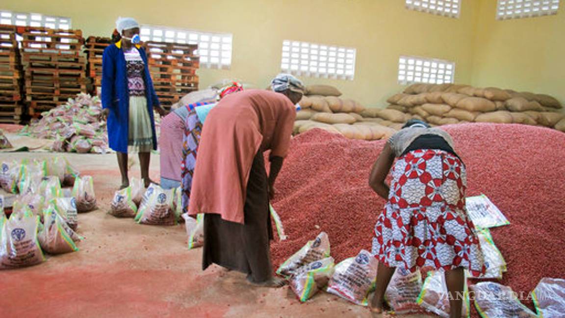$!Súper frijoles, esperanza para zonas de África con hambruna