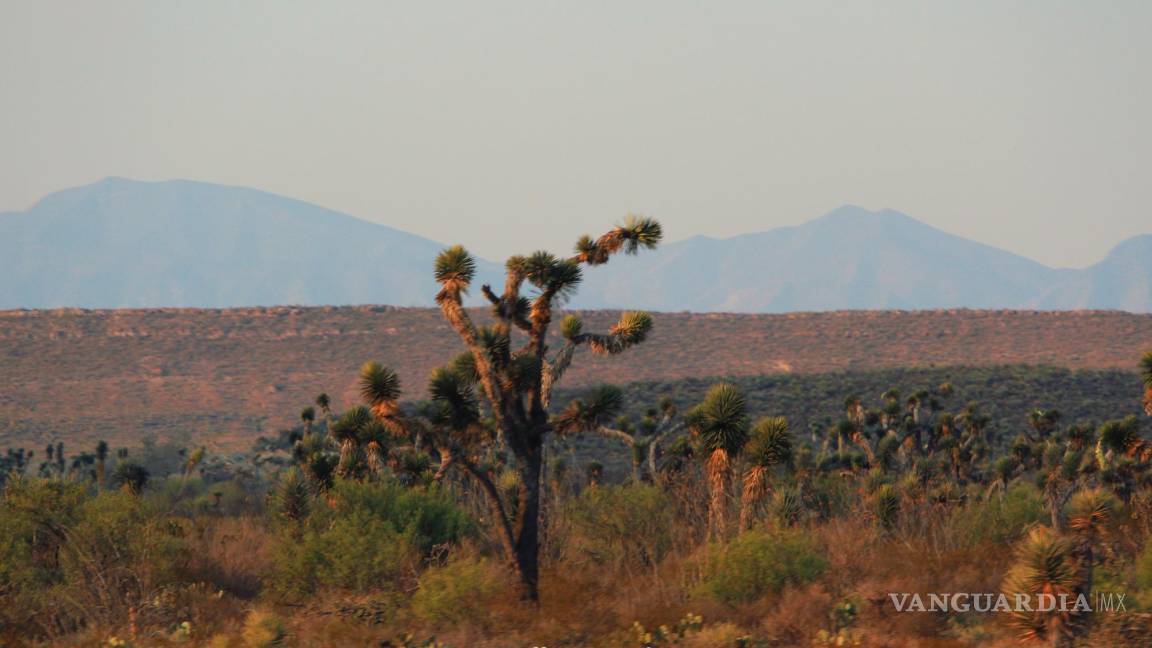 Desierto de Coahuila: opción para visitar en vacaciones de Semana Santa