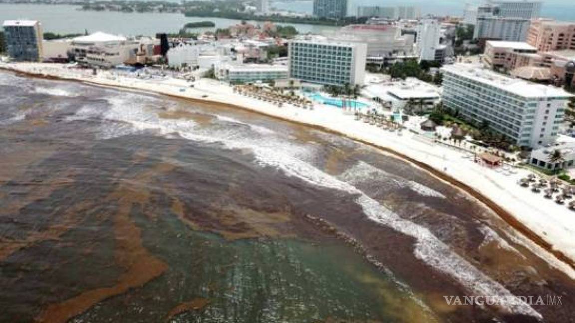El “cinturón de sargazo” más grande del mundo está flotando en el Golfo de México