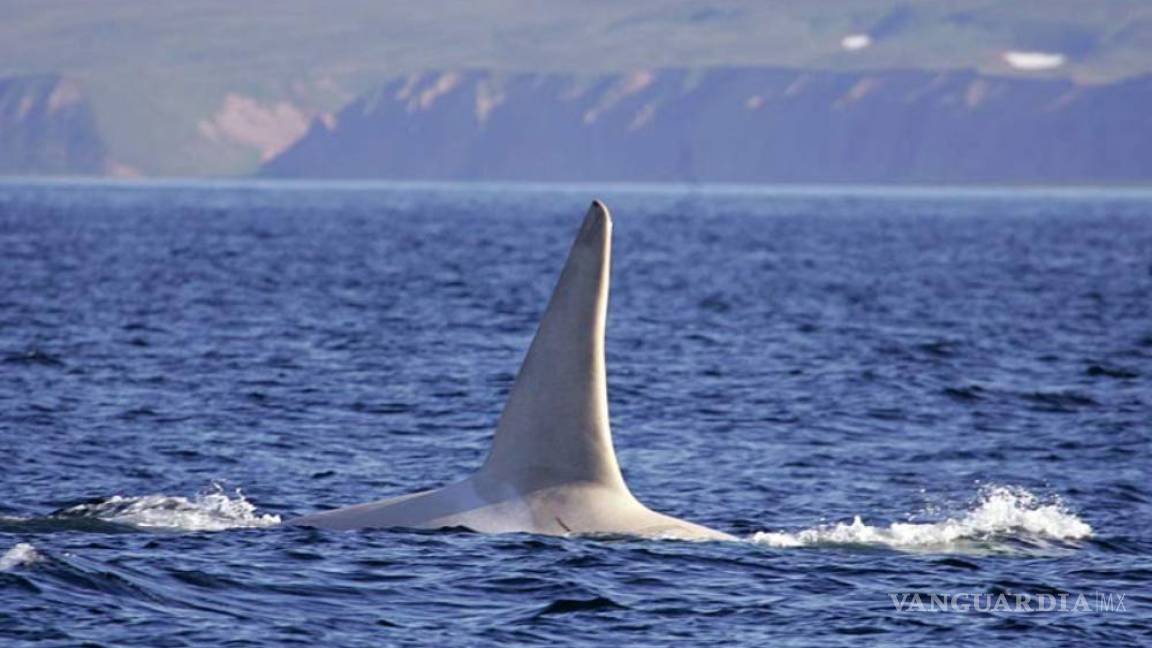 Avistan a seis poco comunes orcas blancas en el Pacífico Norte