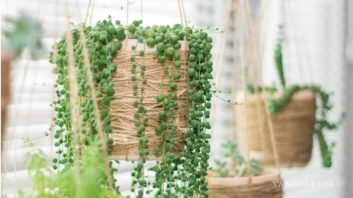 $!Entre cactus y suculentas, las plantas ideales para dar vida a tu hogar