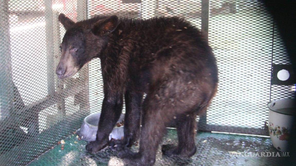 Retornarán a su hábitat a oso atrapado en Sierra Hermosa de Arteaga