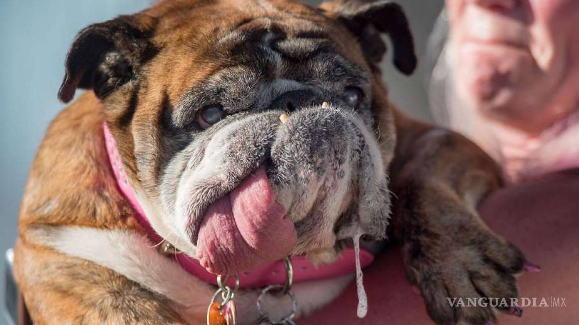 Falleció la perrita más fea del mundo