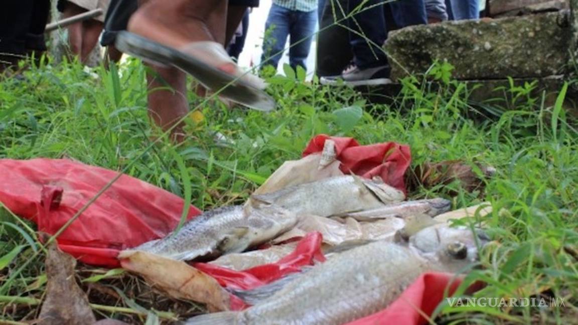 $!Pemex causa grave daño ambiental en Veracruz, derrame mata animales y obliga a evacuar