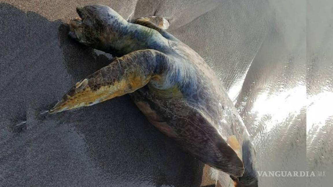 Denuncian ‘masacre’ de tortugas marinas en Nicaragua