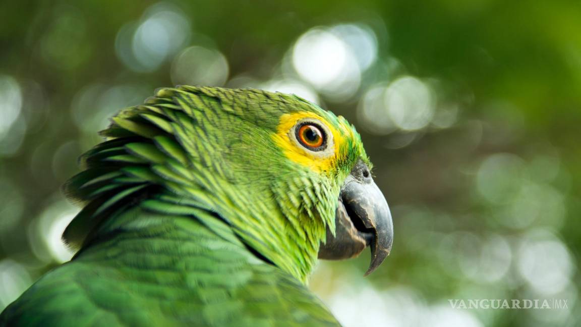 Hombre se vuelve viral al comprar una jaula repleta de pericos y dejarlos libres