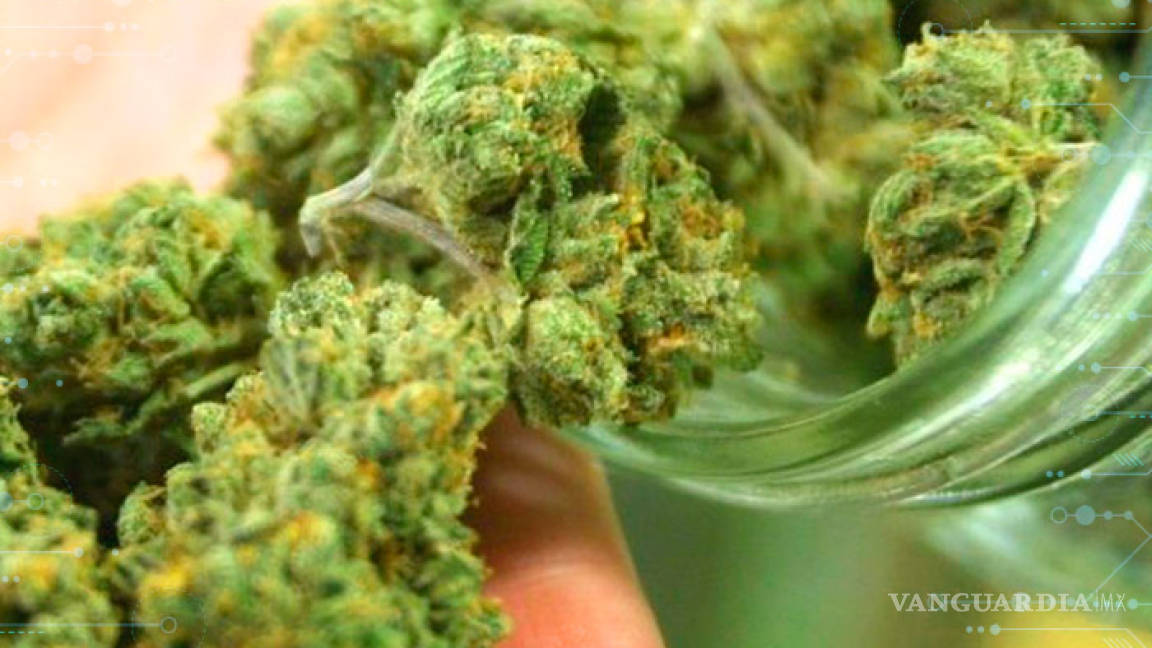 Piden impuesto especial para regulación de cannabis