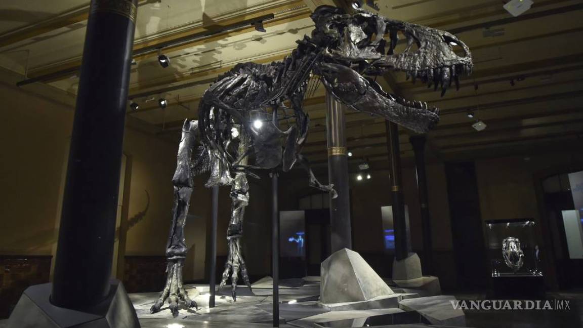 Exhiben en Berlín uno de los esqueletos más completos de tiranosaurio