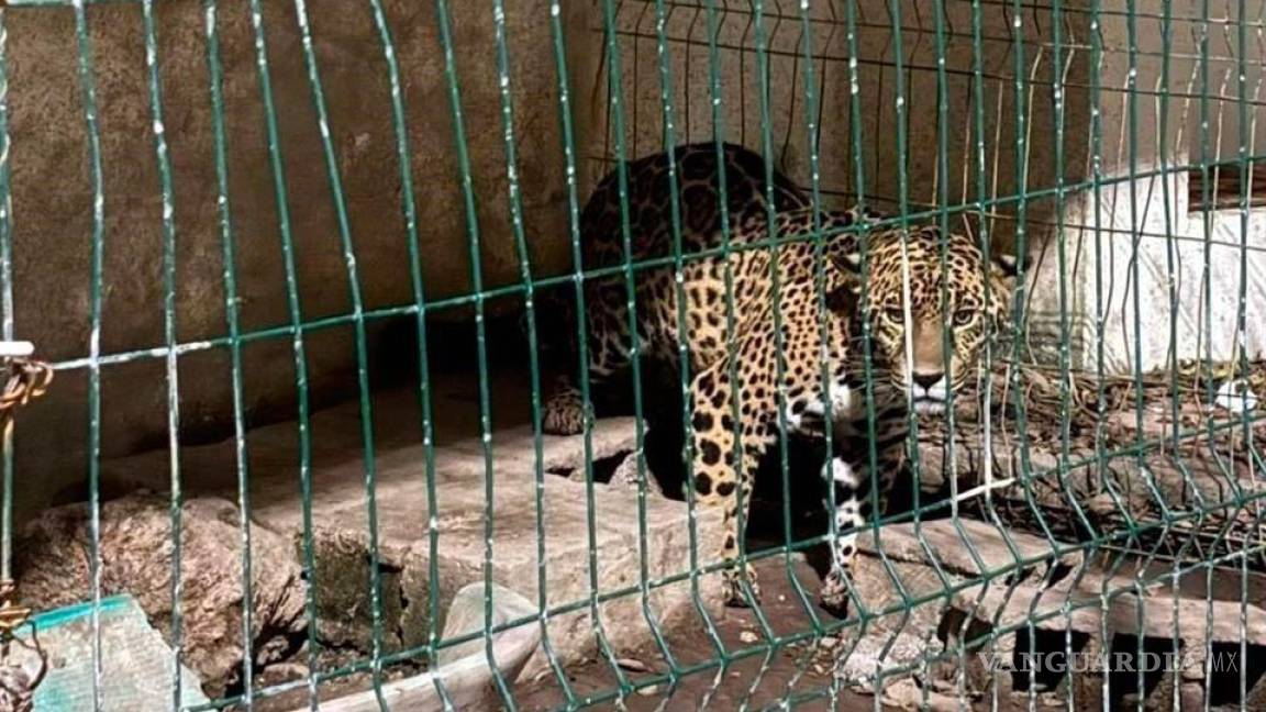 Hallan armas y un leopardo en cateo a exedil implicado en asesinato de Alcalde de Morena