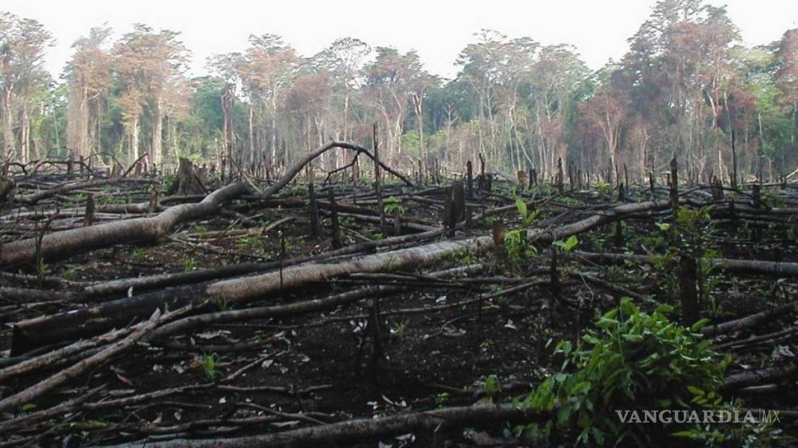 En México se perdieron 1.5 millones de hectáreas de bosques en 8 años
