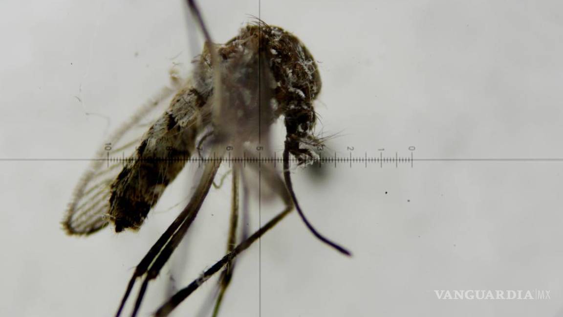 Un año con zika, el misterioso azote que afecta a Brasil