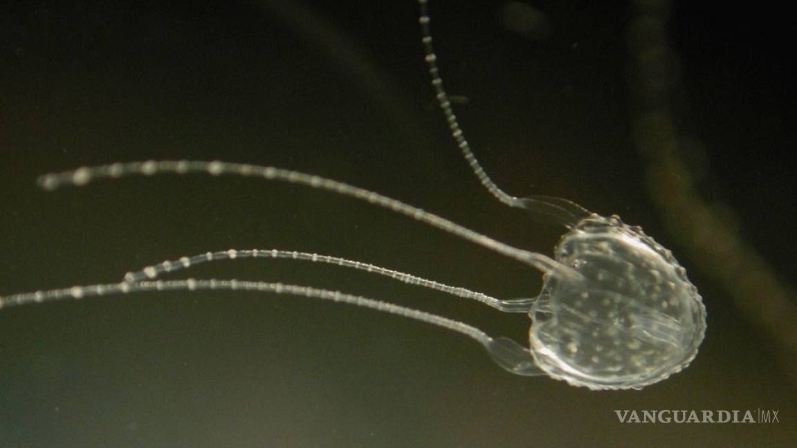 Descubren una medusa altamente venenosa cerca de la costa de Australia