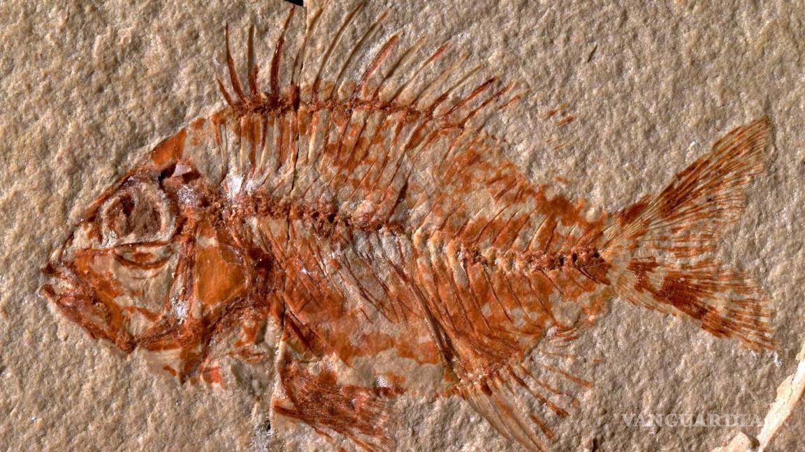 Encuentran en México una nueva especie de pez que vivió hace 95 millones de años