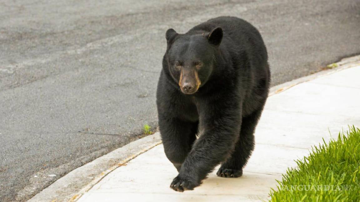 Avistamiento de animales salvajes en Coahuila; se deteriora su hábitat