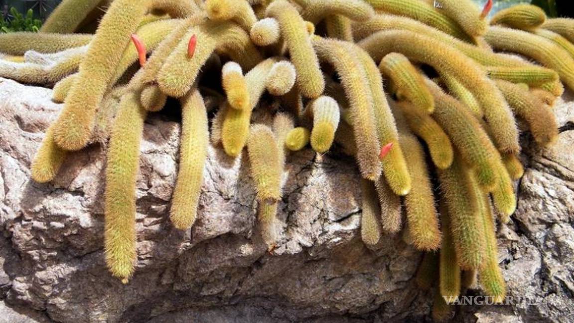 $!Entre cactus y suculentas, las plantas ideales para dar vida a tu hogar