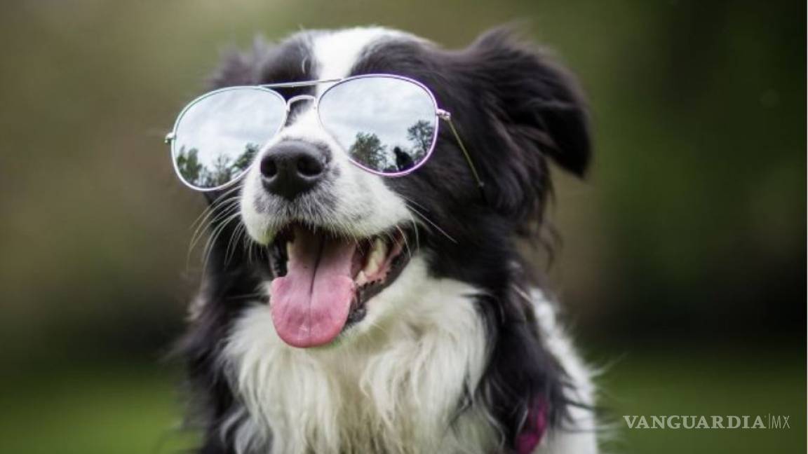 ¿Cuáles son las 10 razas de perros más inteligentes?