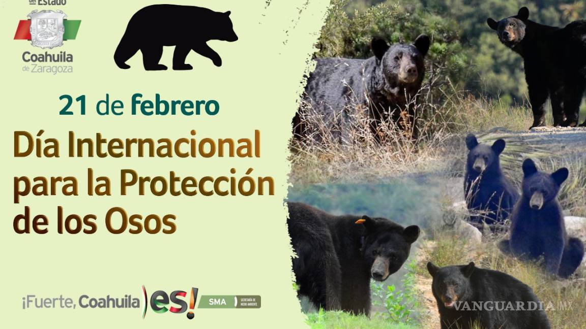 Promueven en Coahuila la preservación del oso negro
