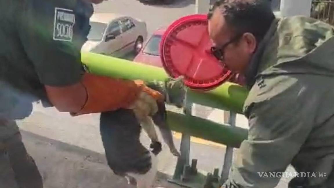 $!Se planea publicar fotos del gatito con el objetivo de encontrar a sus dueños .