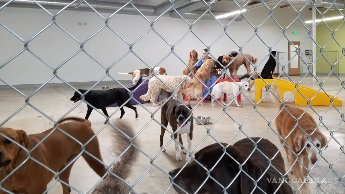 $!Fundación de Raúl Juliá en Malibú, una lucha por los perros y gatos desamparados