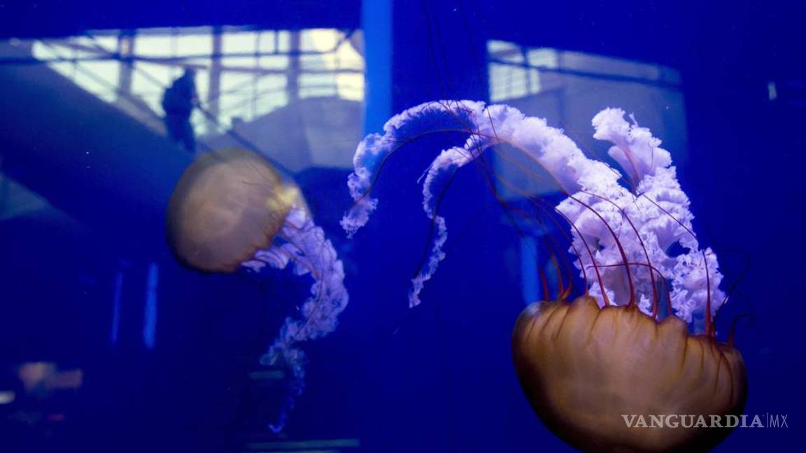 $!¿Quieres salvar los océanos? Come medusa