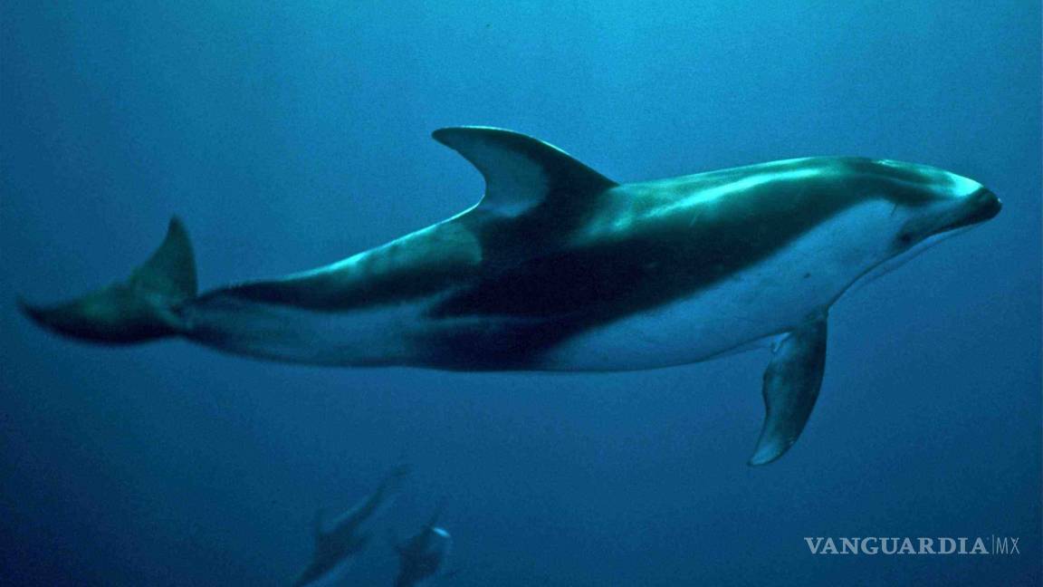 Con apenas 60 ejemplares, la vaquita marina está al borde de la extinción