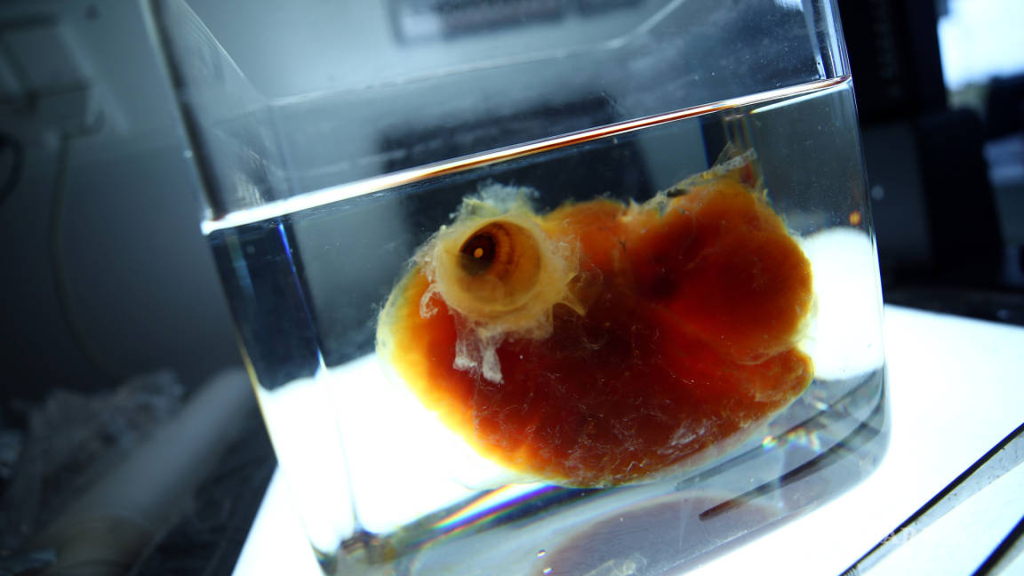Científicos alemanes crean órganos humanos transparentes