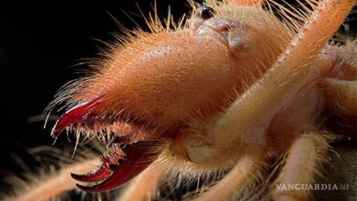 Vámonos del planeta; descubren araña venenosa que puede comer carne humana