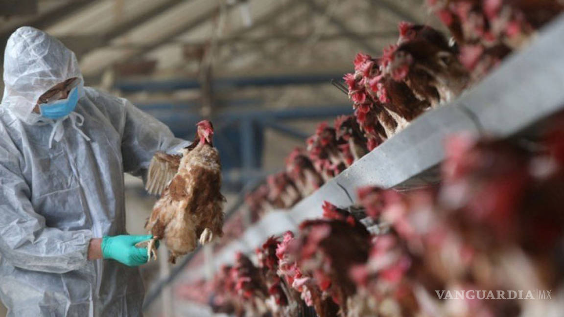 El brote de la gripe aviar H5N6 en Filipinas está controlado y no es un nuevo virus