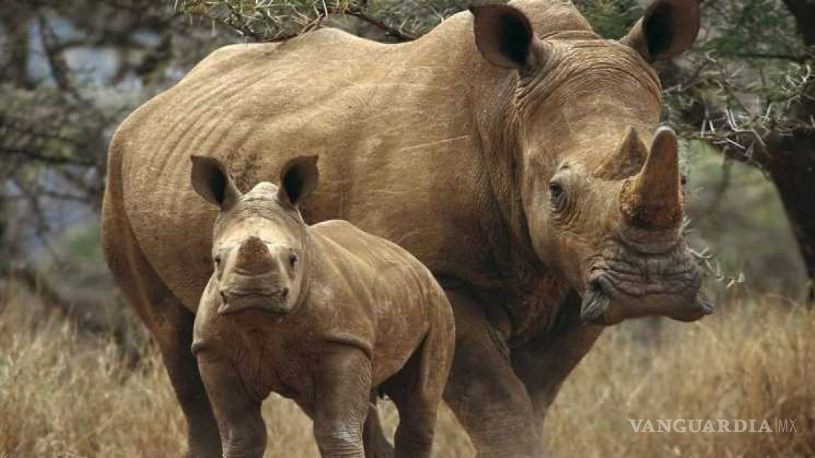 En Kenia está permitido matar a cazadores furtivos para proteger a rinocerontes