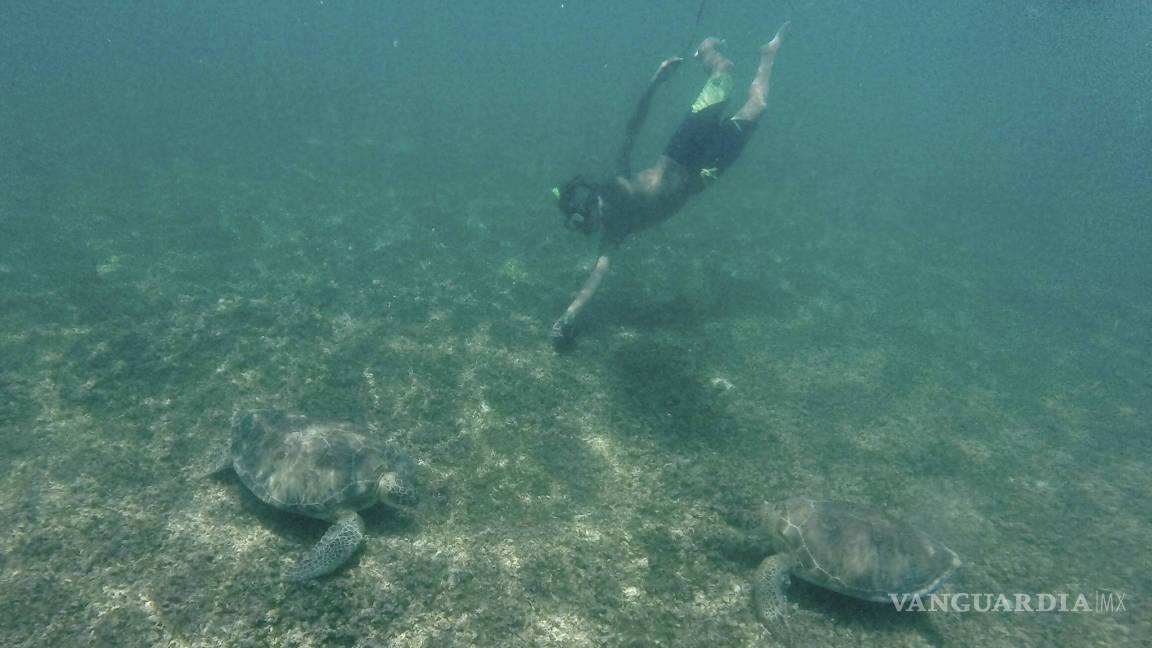 Suspenden nado con tortugas en Akumal