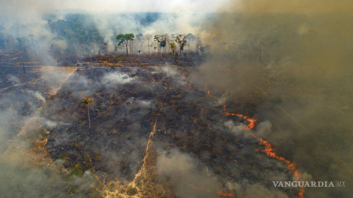 Tragedia forestal en Brasil: se incendia parque con gran población de jaguares